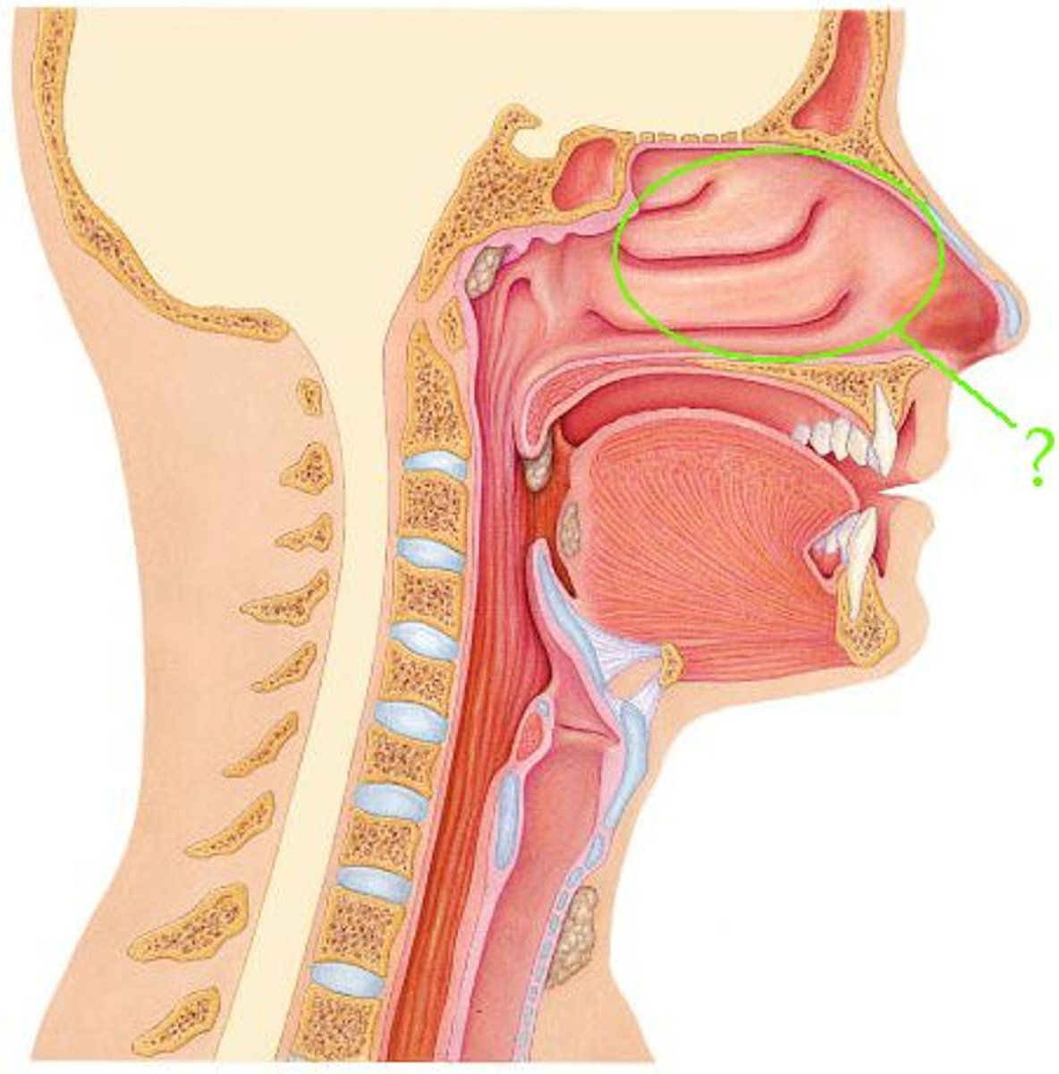 <p>Identify the indicated region.</p>