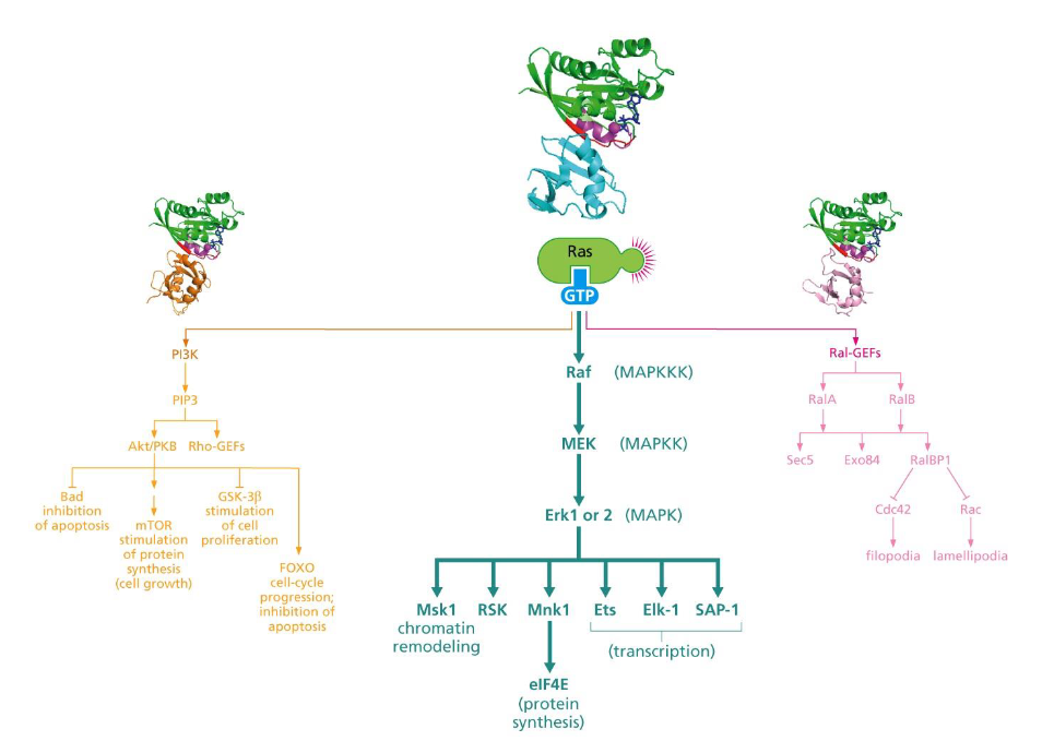 <p><span>Three important signaling pathways downstream of Ras</span></p>