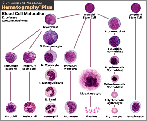 Origin of Blood Cells: Blast