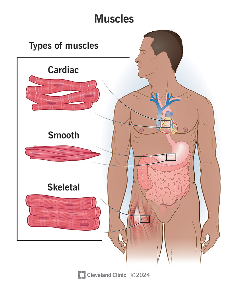 <p>Skeletal, cardiac, and smooth muscles.</p>