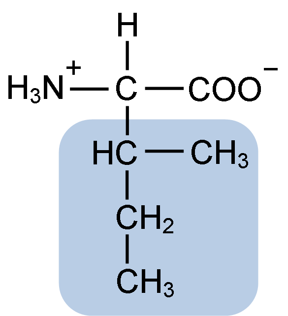 <p>Nonpolar, aliphatic; Ile (T)</p>