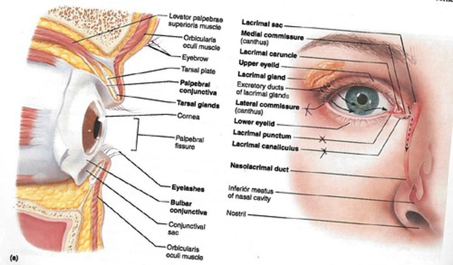 <p>- conjunctiva: lines eyelids as palpebral, lines the eyeball as ocular; lubricates and protects</p><p>- lacrimal apparatus: lacrimal gland and associated ducts, secretes tears which </p>