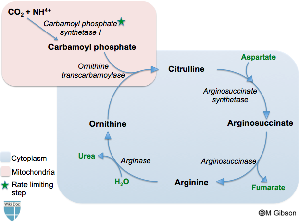 <p>Explain the Urea Cycle (step-by-step)</p>