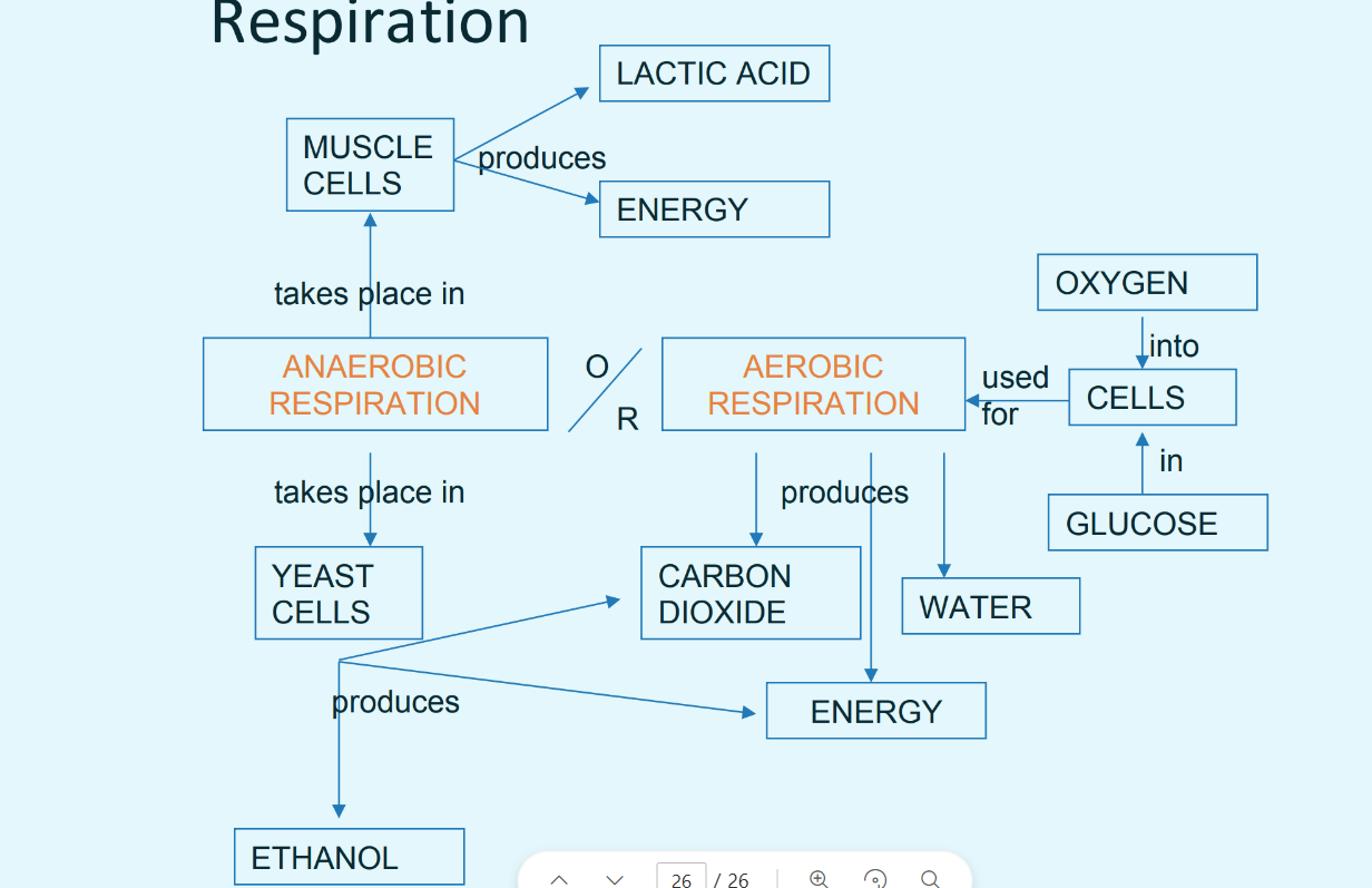 knowt flashcard image