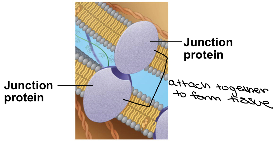 <ul><li><p>form intercellular junctions that attach adjacent cells</p></li><li><p>in other words they attach together to form tissue</p></li></ul>