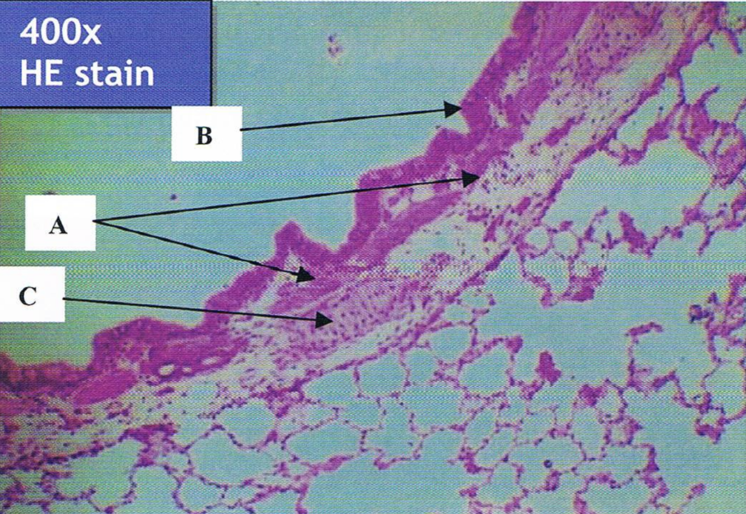 <p>Identify the structure</p>