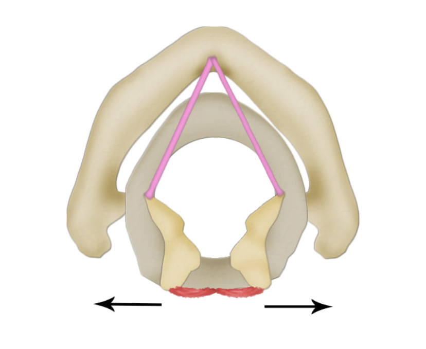 <p>what is this muscle? what does it do?</p>