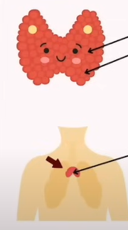 <p>Endocrine System in Neck/Chest - Overview</p>