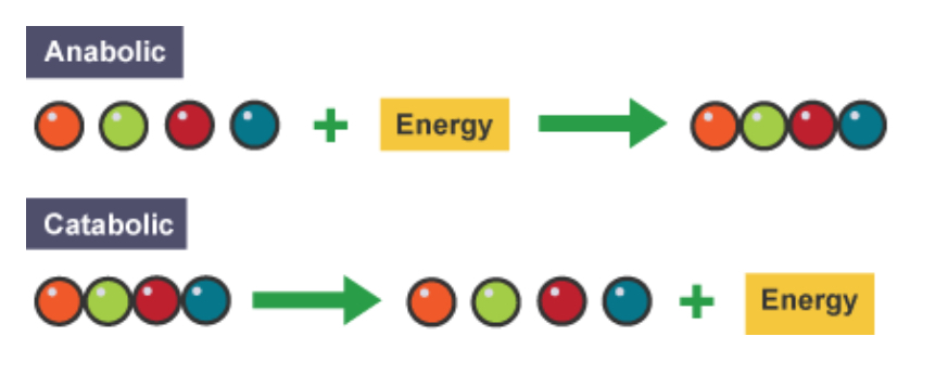 <p><strong>Anabolic</strong>- builds up large molecules from smaller ones <strong>(exothermic)</strong></p><p><strong>Catabolic</strong>- breaks down large molecules into smaller ones <strong>(endothermic)</strong></p>