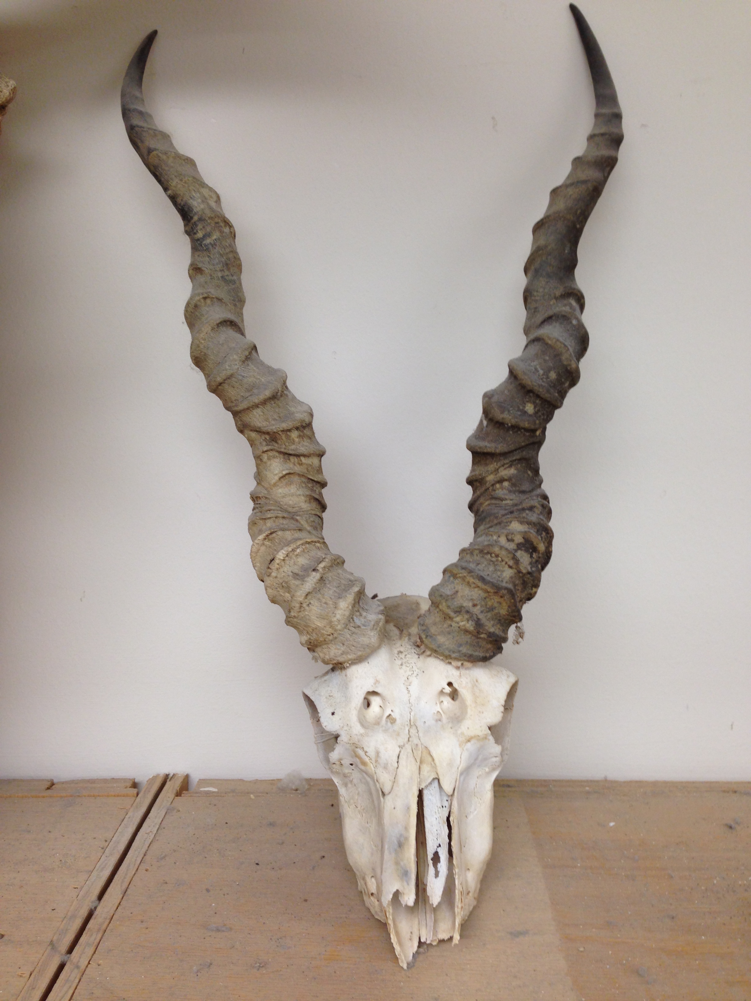 <p>Antilope cervicapra </p>