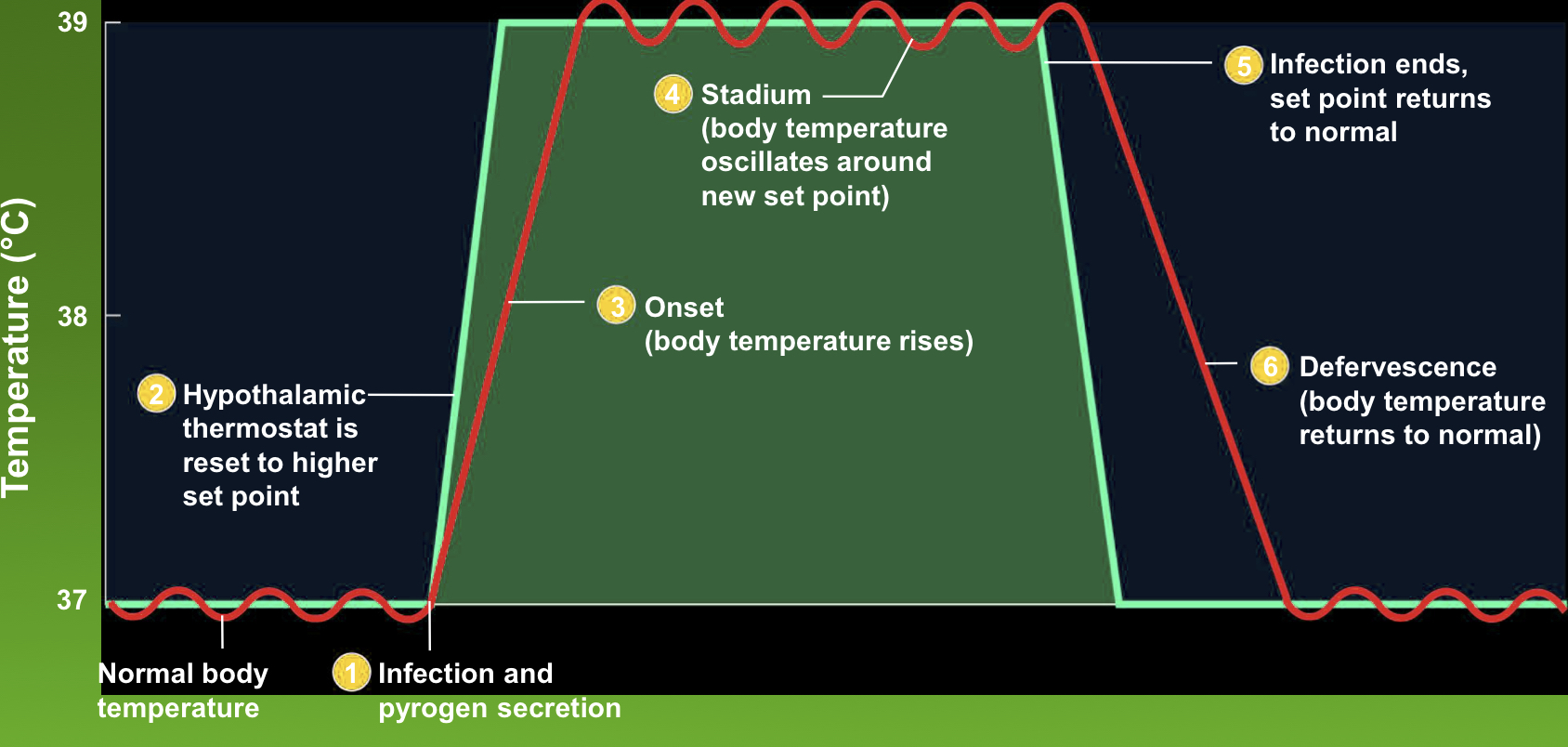 <p>onset, stadium, and defervescence </p>