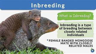 <p>Interbreeding</p>