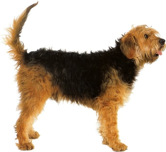 <p>- Hound group<br>- Hunt otter<br>- Large (65-155 lbs)<br>- Black/tan, liver/tan, and wheaten</p>