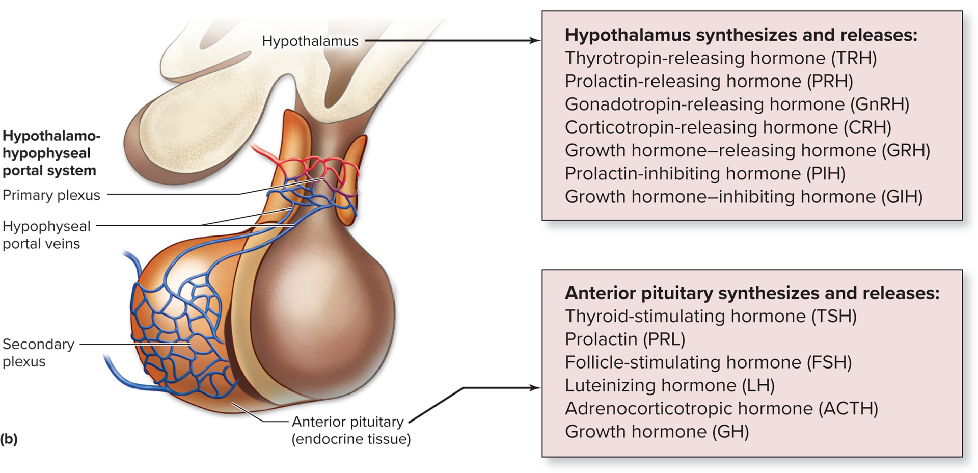 <p>Oxytocin</p>