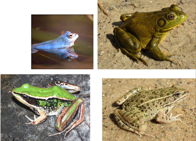 <p><span>Ranidae - True frogs</span></p>
