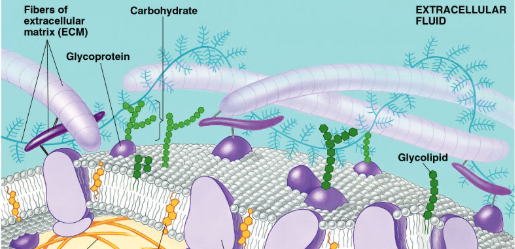 <ol><li><p>cell-to-cell recognition</p></li><li><p>glycolipids, glycoproteins</p></li><li><p>ex, blood transfusions are type-specfic</p></li></ol><p></p>
