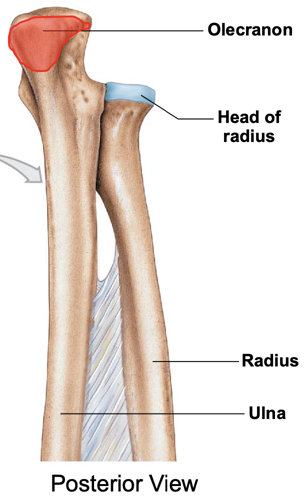 <p>Olecranon process of ulna located on posterior part of elbow (can only be seen from posterior view)</p>