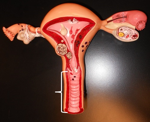 <p>Identify the structure indicated by the white bracket</p>