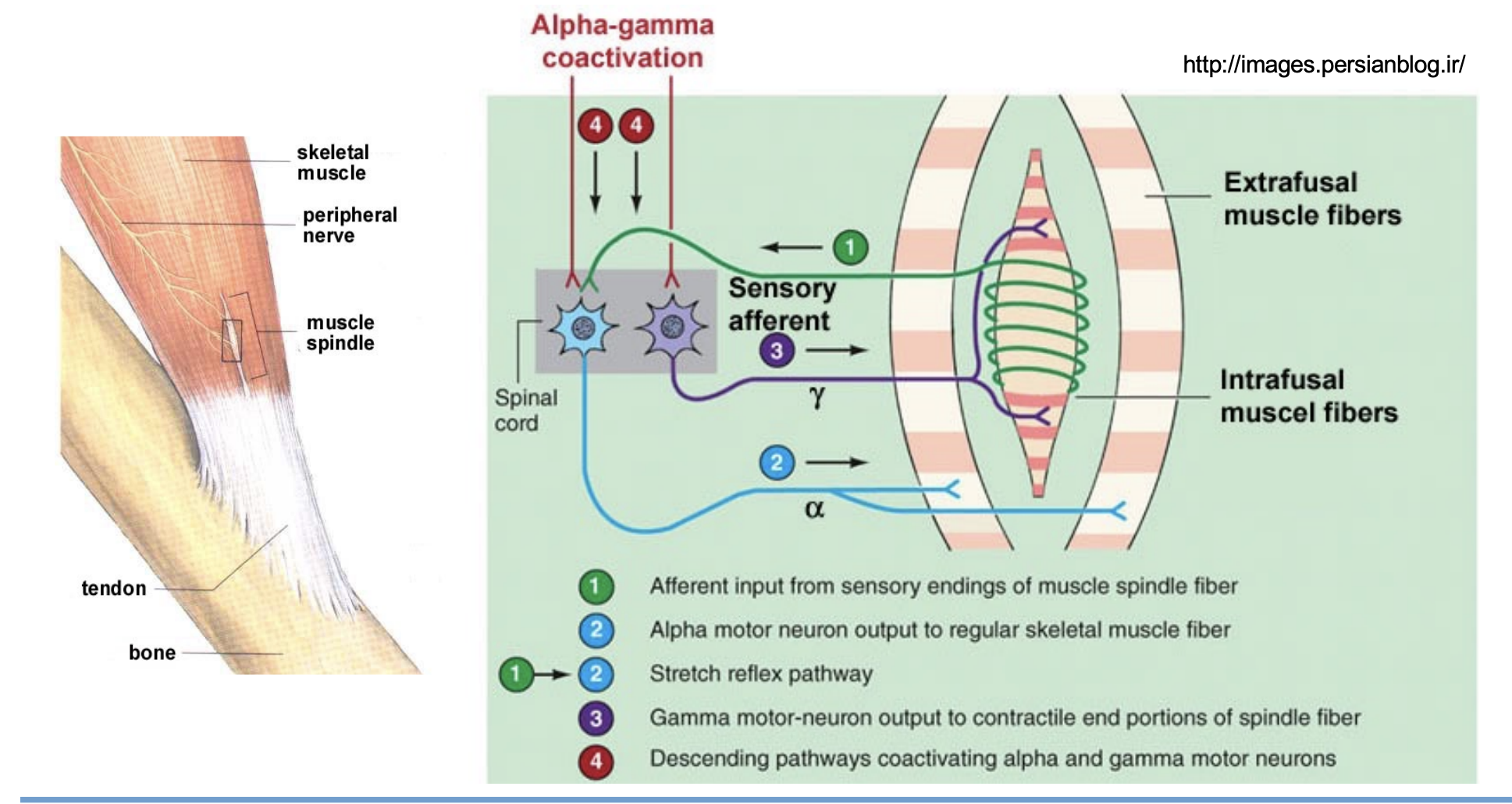 <ul><li><p>Muscle spindles are connective tissue capsules (receptors) found in the perimysium (around fascicles)</p></li><li><p>They contain specialized fibres (intrafusal) which have an afferent (impulses towards the CNS) and efferent (impulses away from the CNS) nerve supplies.</p></li><li><p>Spindles monitor muscle movement</p></li><li><p>γ (gamma) motorneurons cause contraction of spindle muscle fibres to bare the load during muscle contraction</p></li></ul><p></p>