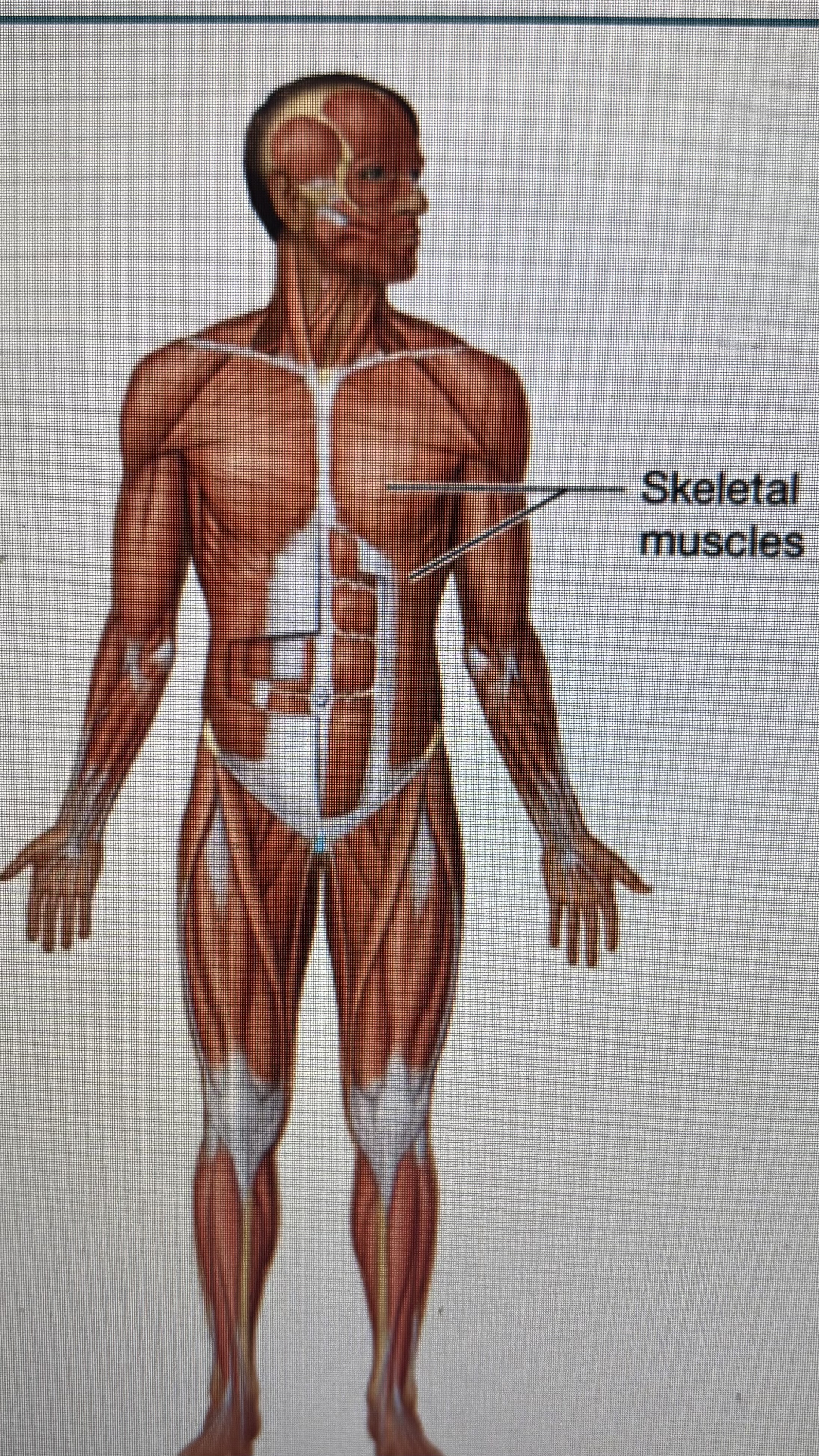 <p>skeletal muscles</p>