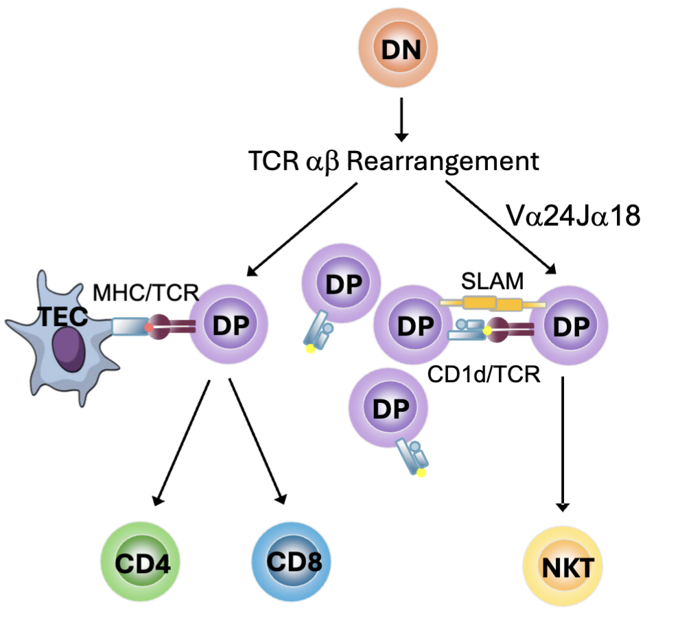 <ul><li><p><span><span>Natural killer T (NKT) cells develop from DP thymocytes</span></span></p><ul><li><p><span><span>Restricted TCR usage: </span></span><strong>V⍺24J⍺18</strong> paired with Vβ11</p></li><li><p><span><span>Selected by </span><strong><span>CD1d</span></strong><span> on other DP cells rather than MHC I or MHC II</span></span></p></li><li><p><span><strong><span>SLAM </span></strong><span>signals contribute to selection</span></span></p></li><li><p><span><span>Transcription factor </span><strong><span>PLZF</span></strong><span> drives development</span></span></p></li></ul></li><li><p>recognizes <strong>lipids and glycolipids</strong> loaded on MHC-like molecule CD1d</p><ul><li><p><span><span>self-glycolipids upregulated as stress response</span></span></p></li><li><p><span><span>foreign glycolipids from pathogens</span></span></p></li></ul></li></ul><p></p><p>CD1d widely expressed and don’t need the thymic epithelial cells for activation</p><p>SLAM (signalling lymphocyte activating molecule) make signals that help with survival and transcription factor PLZF</p>