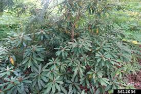 <p>Rosebay rhododendron</p>