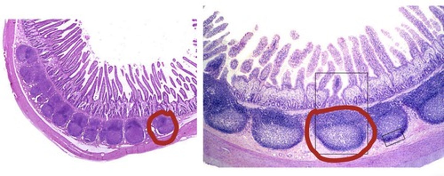 knowt flashcard image
