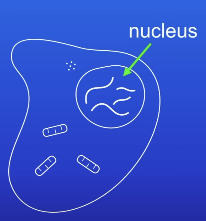 <p>Chromosomes</p>