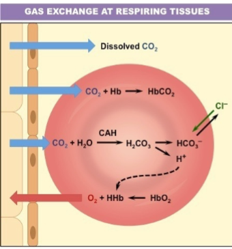 <p>Role of chloride ion transport in & out</p>