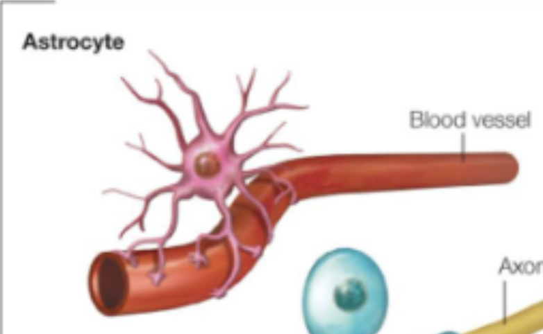 <ul><li><p>surround neurons, are in contact with blood vessels;</p></li><li><p>create the <em>blood-brain barrier</em>;</p></li><li><p>can modulate neuronal activity</p></li></ul><p></p>