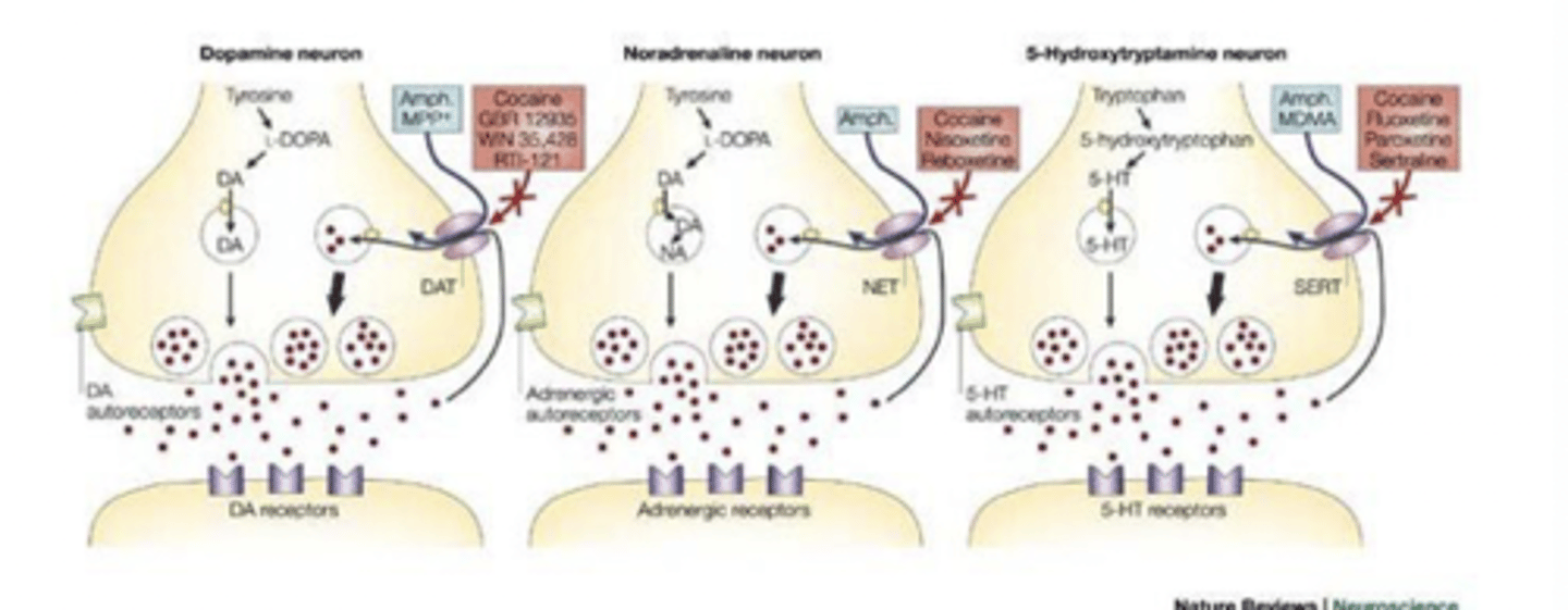 <p>- Blocks reuptake of dopamine (DA), norepinephrine (NE), and serotonin (5-HT)</p><p>- Cocaine binds with highest affinity to the 5-HT transporter</p><p>- Blocking DA reuptake appears to be most important for cocaine’s</p><p>stimulating, reinforcing, and addictive properties (very important)</p>