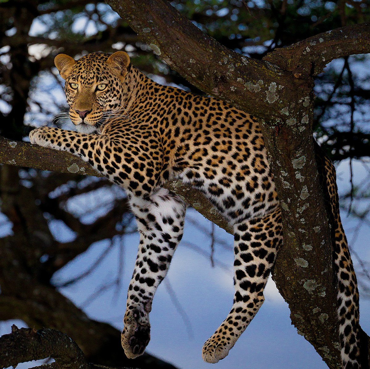 <p>(n) A big cat with a spotted coat, known for its stealth. It’s heavier, stronger and more muscular than jaguars, panthers,…</p><p><strong>Báo hoa mai</strong></p>