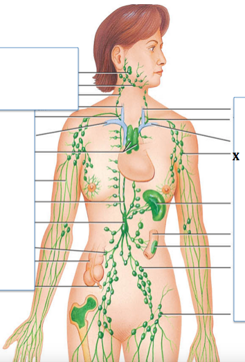 <p>Identify the structure labeled with "<strong>X</strong>"</p>