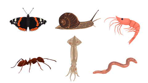 <p>Беспозвоночный</p>