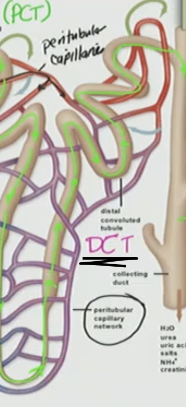 <p>B. Distal convoluted tubule (DCT)</p>
