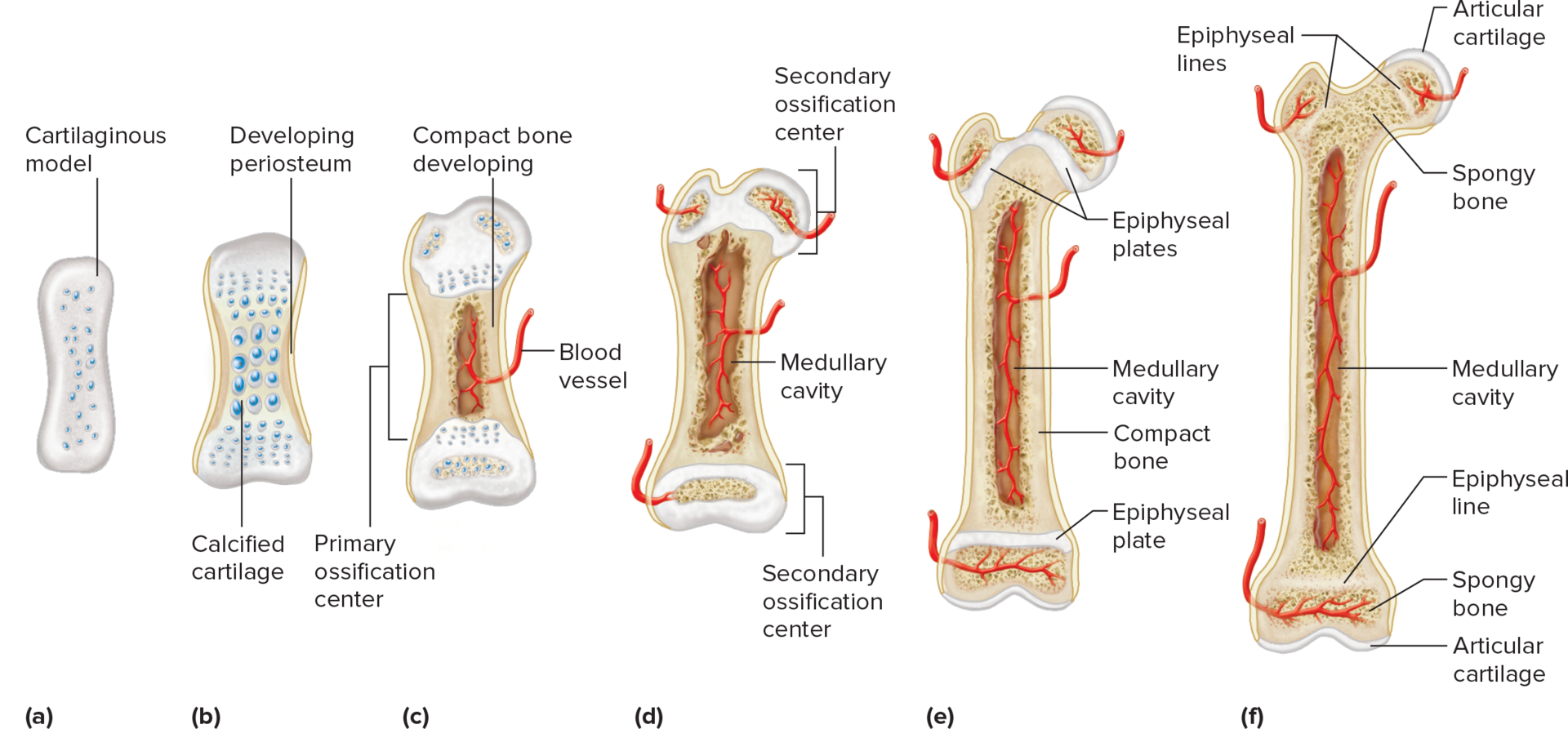 endochondral bones