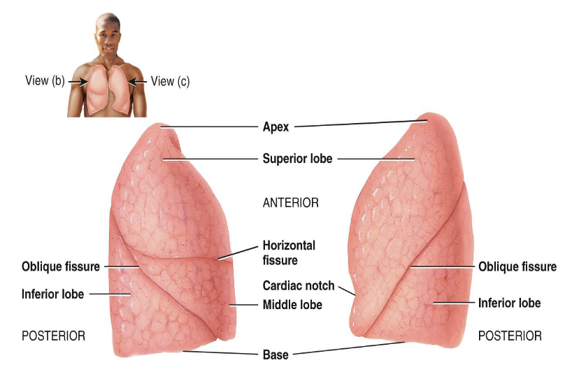 <p>2 lobes; 1 fissure and a depression (cardiac notch)</p>