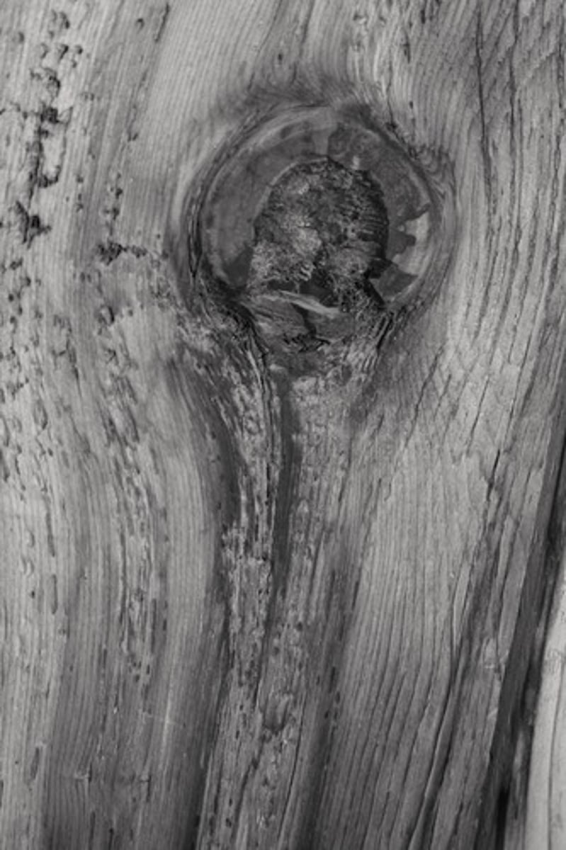 <p>where Bool left gifts for Scout and Jem</p>