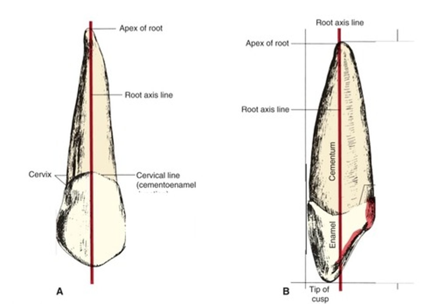<p>imaginary line through the center of the tooth root</p>