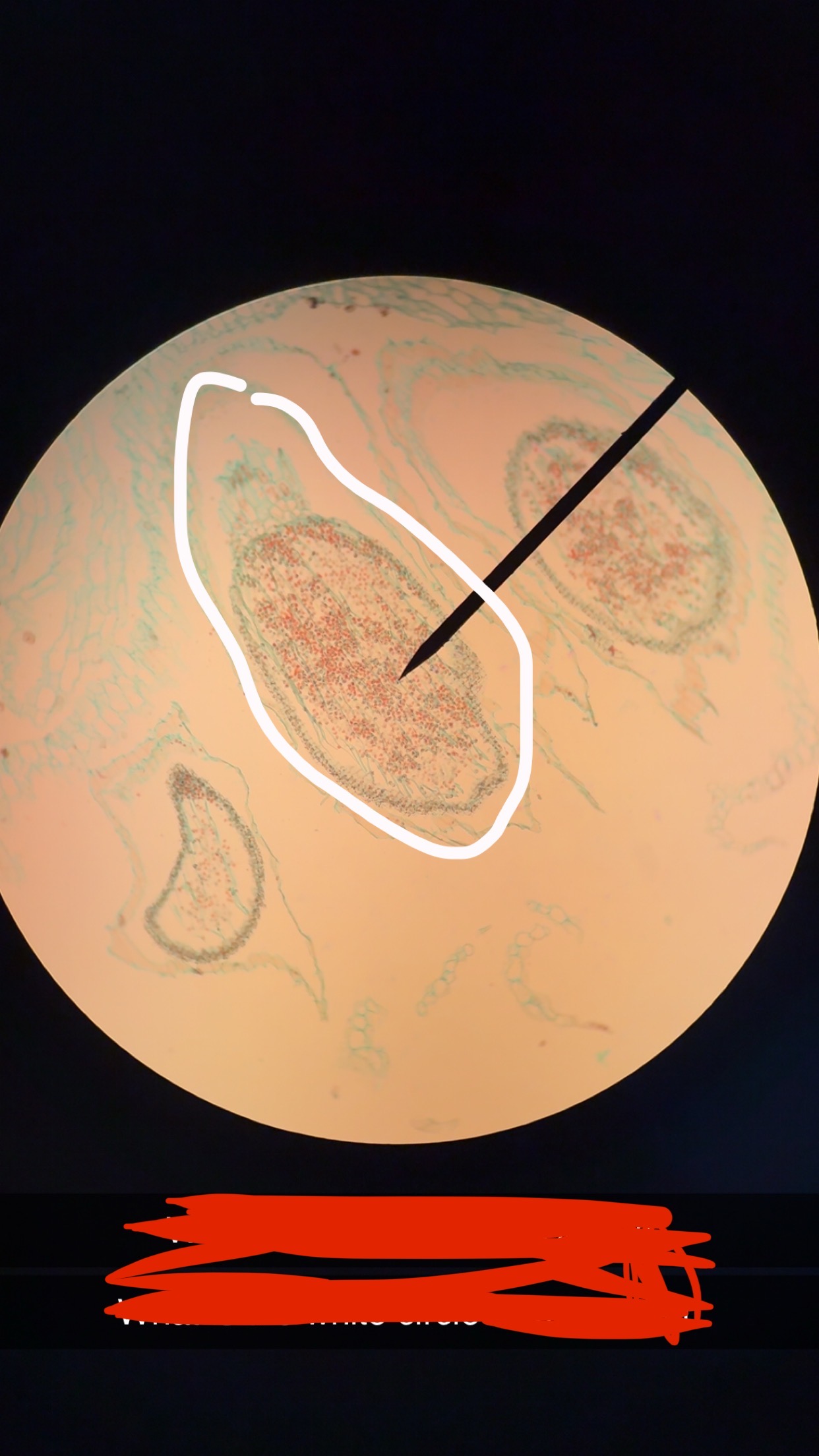 <p>What phylum</p>