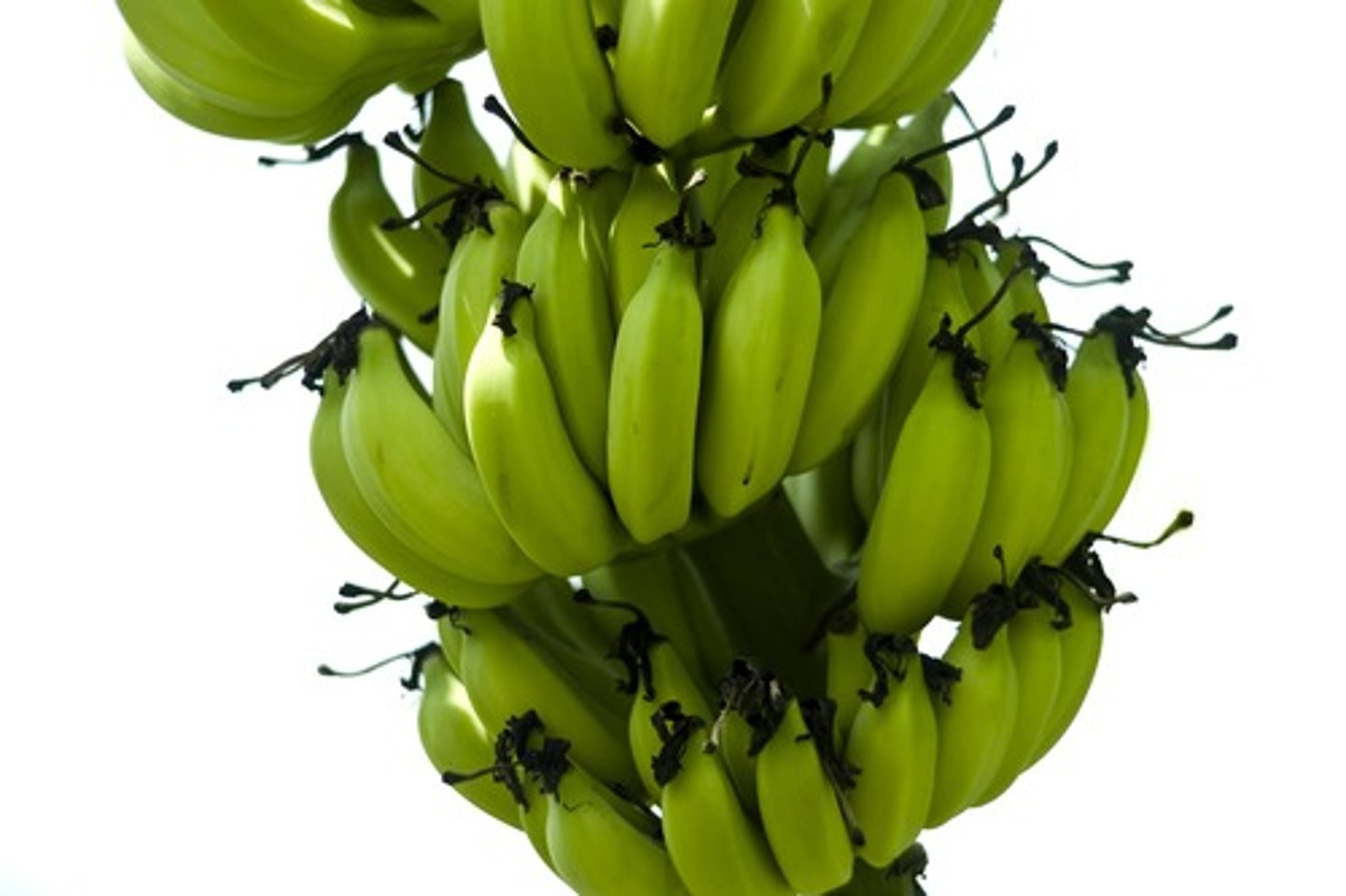 <p>green plantain</p>