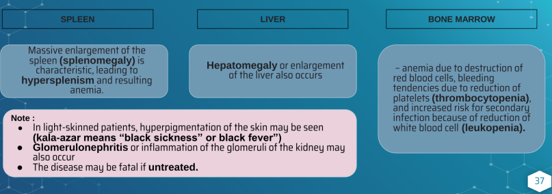 <p>After incubation period of ____ , the disease beings with intermittent fever, weakness and weight loss</p>