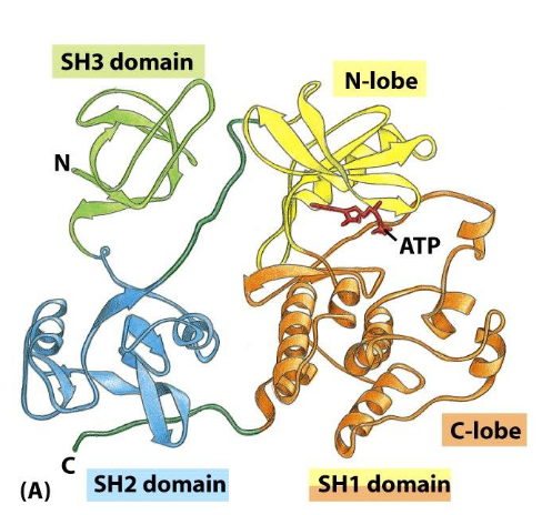 <p><span>The Src protein contains three domains:</span></p>