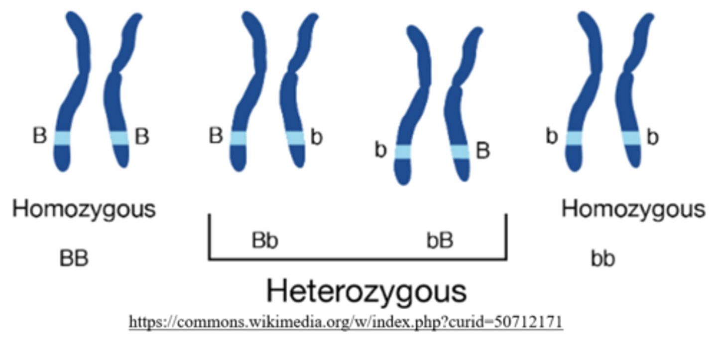 <p>2 (ex: BB)</p>