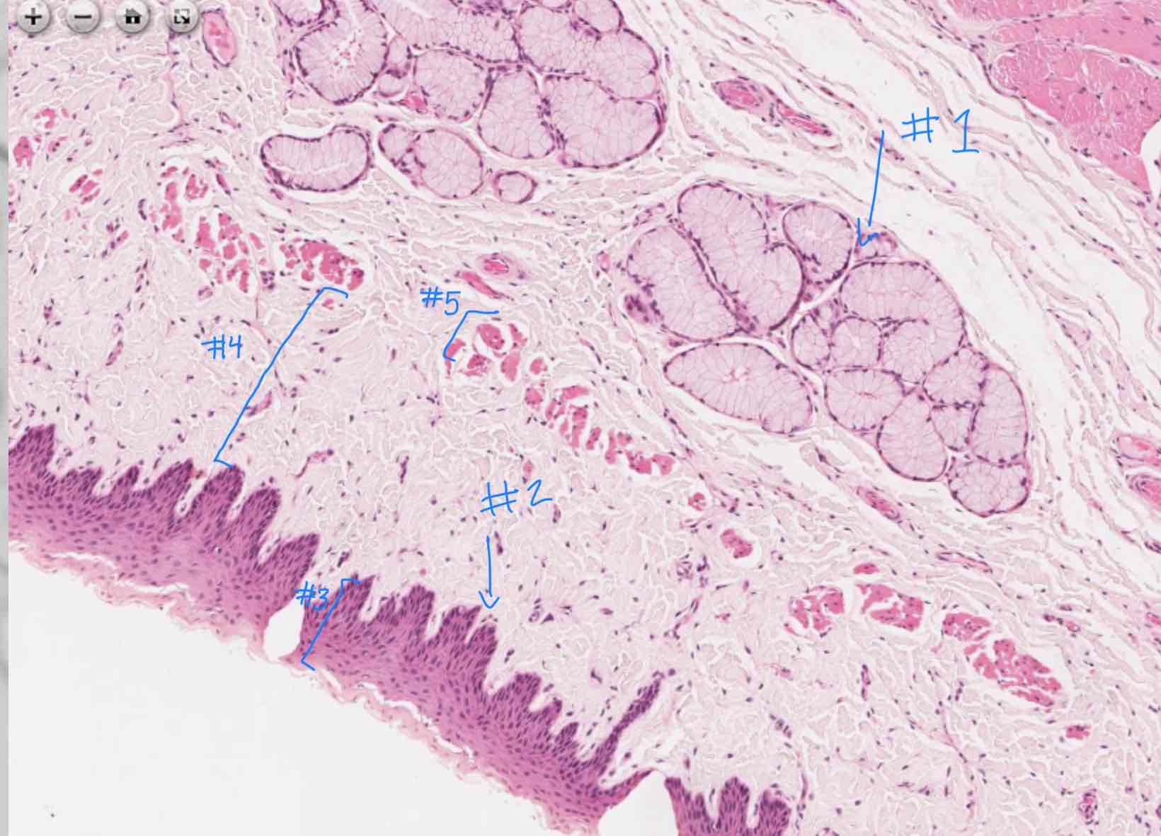 <p>What tissue type is indicated by #2</p>