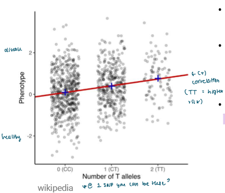 <ul><li><p>You sequence the complete genomes of as many people as you can </p><ul><li><p>Controls → health people </p></li><li><p>Cases → people all with the same disease </p></li></ul></li><li><p>You test whether single nucleotide polymorphisms (SNP) tend to be significantly found with the disease </p><ul><li><p>Each SNP is plotted, can be millions </p></li><li><p>The P-value (significance) is found </p></li><li><p>The slope (effect size of disease likelihood) is found</p></li></ul></li><li><p>This is done computationally accounting for covariates (like age or sex) </p></li></ul><p></p><p>Axes: </p><ul><li><p>x: the possible allele combinations at one SNP</p></li><li><p>y: the associated phenotype </p></li></ul><p></p>