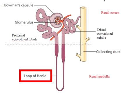 <ul><li><p>formerly Loop of Henle</p></li><li><p>Travel between renal cortex and renal medulla</p></li><li><p>Composed of </p><ul><li><p>Descending limb</p></li><li><p>Ascending limb</p></li></ul></li><li><p>Function: allows the kidneys to vary the concentration of urine according to how much water is reabsorbed at nephron loop</p></li></ul><p></p>