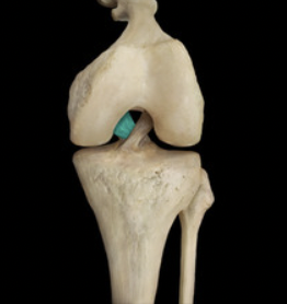 <p>PCL (anterior view)</p>