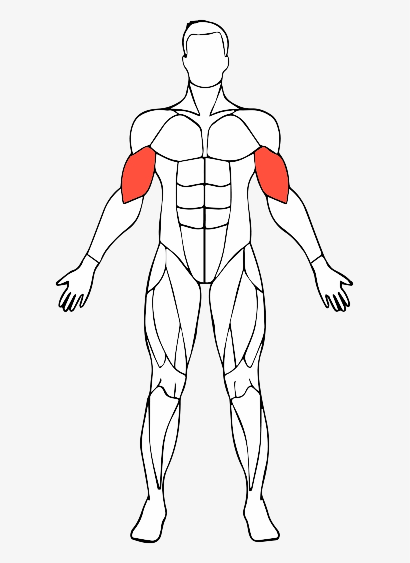 <p>What muscle group is this? </p>