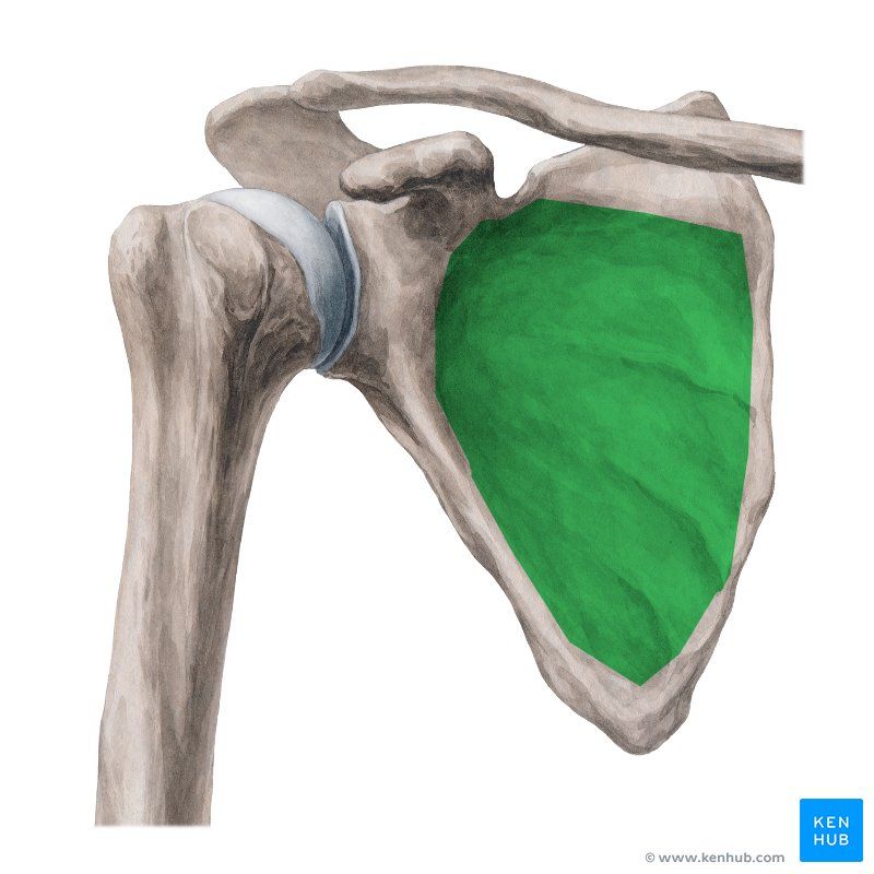 <p>What bone structure is this?</p>